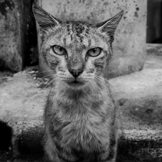 10 Meals for Abandoned Cats